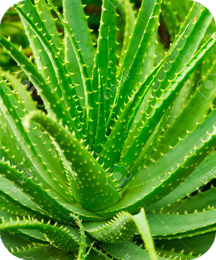Balmorex - Aloe Vera