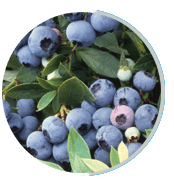 Bilberry-Extract (2)