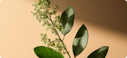 Boswellia