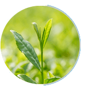 Green-Tea-Extract (1)