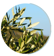 Olive-Leaf (1)